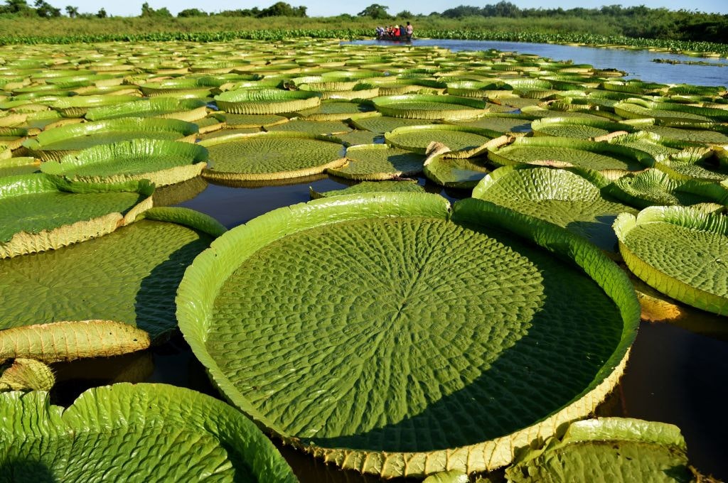 Travel News - TOPSHOT-PARAGUAY-NATURE-WATER LILY-VICTORIA
