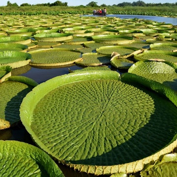 Travel News - TOPSHOT-PARAGUAY-NATURE-WATER LILY-VICTORIA