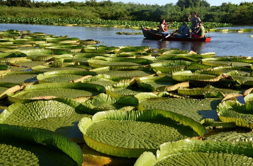Travel News - lily pads