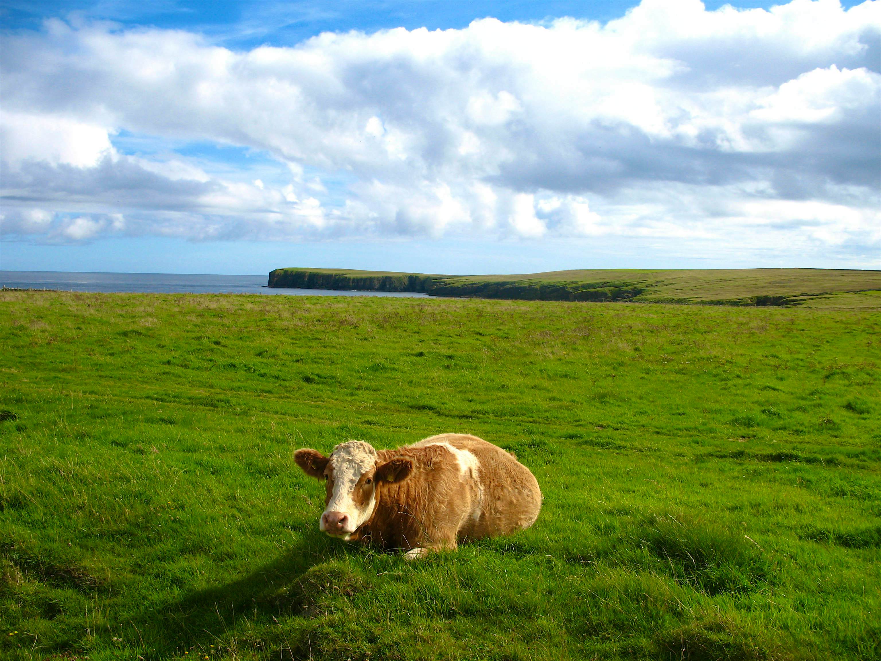 Travel News - stronsay Travel News - stronsay