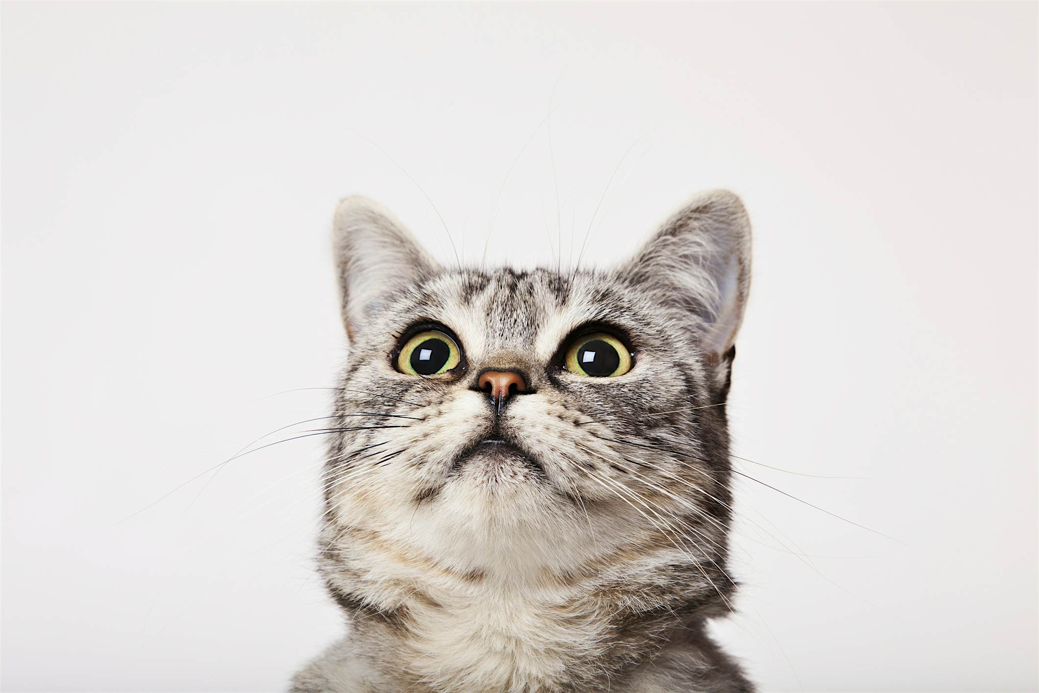 Travel News - Close up of cat's face Travel News - Close up of cat's face