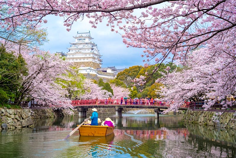 Get Extreme Weather Has Tricked Japan S Cherry Blossom Trees Into Blooming Early Lonely Planet Free Get Wallpaper Extreme Weather Has Tricked Japan S Cherry Blossom Trees Into Blooming Early Lonely Planet For Android