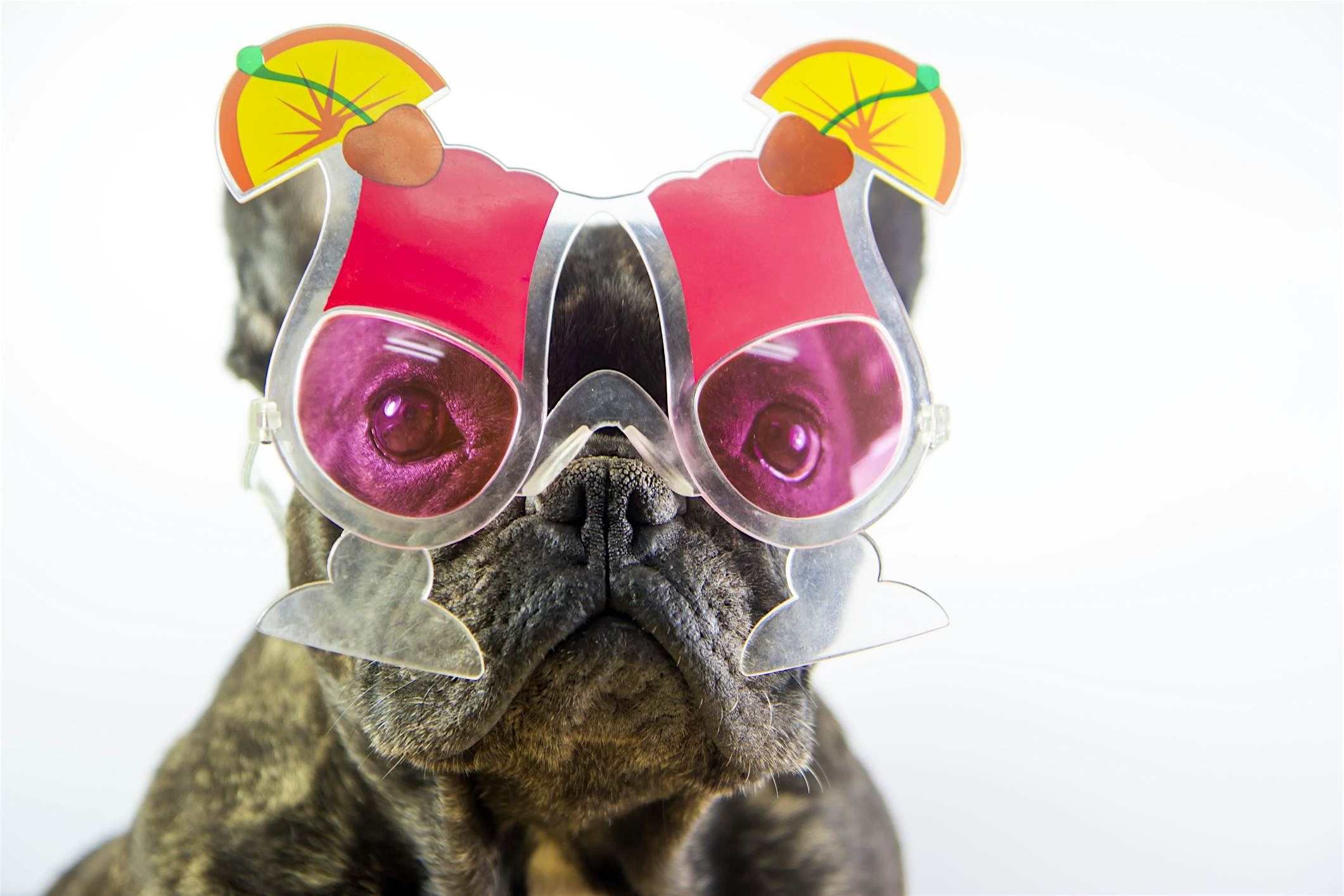 Travel News - Dog with cocktail glasses Travel News - Dog with cocktail glasses