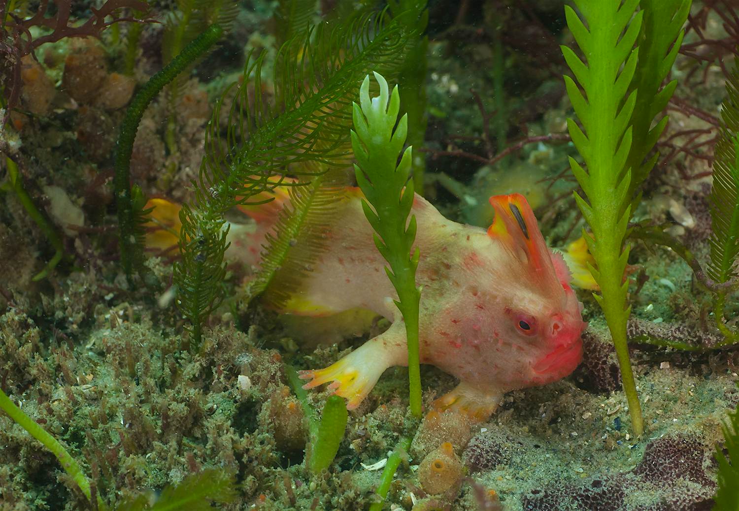 Travel News - Fish With Hands Travel News - Fish With Hands