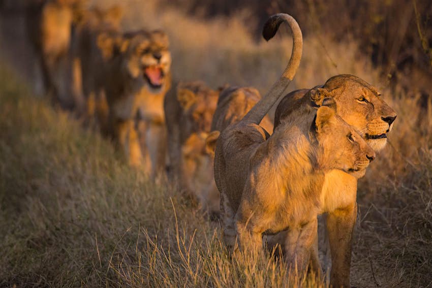 Travel News - tanzania lion park Travel News - tanzania lion park