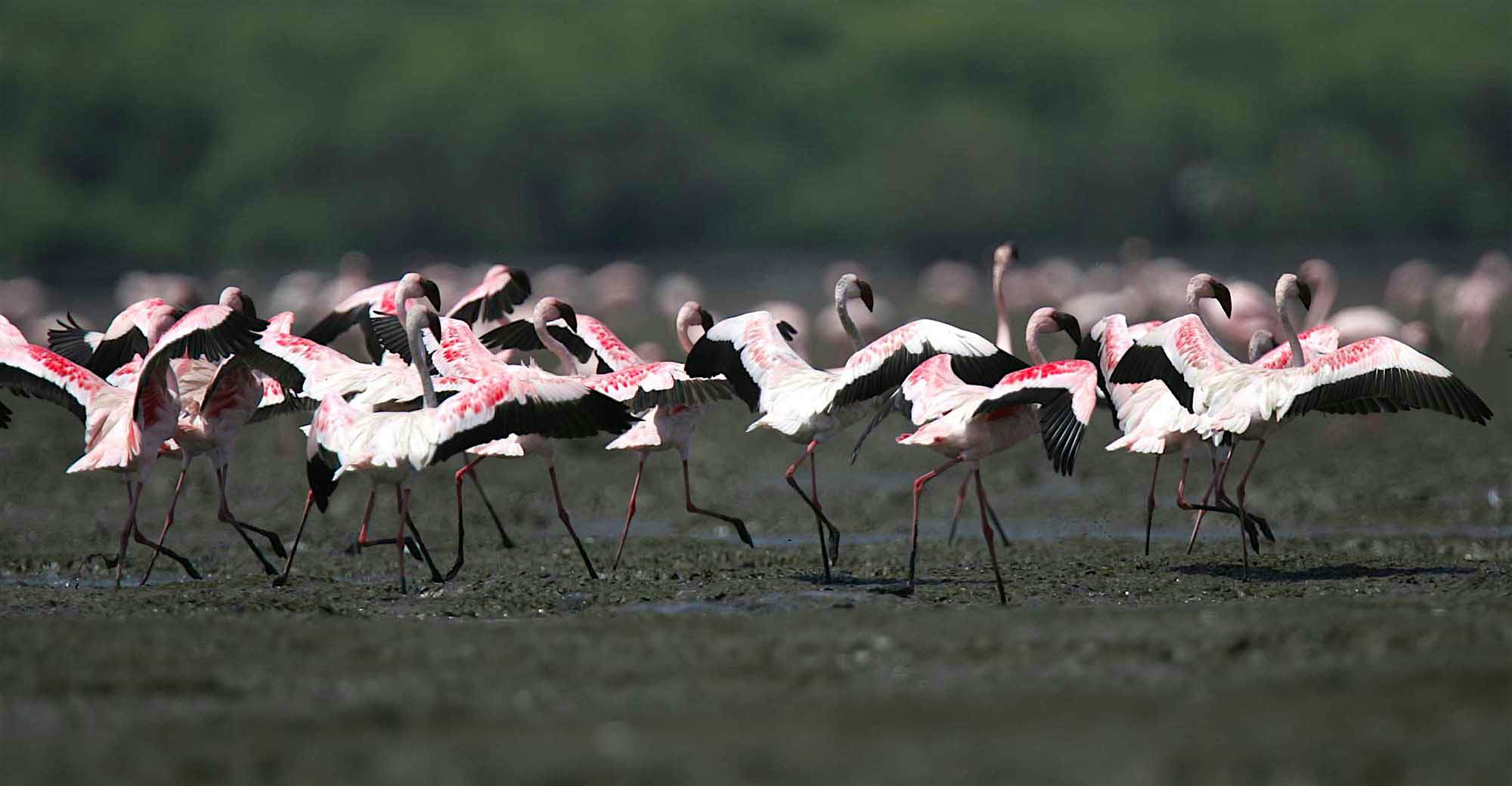Travel News - Mumbai Society And Daily Life Mumbai flamingos