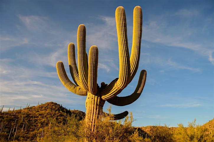 Travel News - Cactus at Saguaro National Park, Arizna, USA Cactus at Saguaro National Park, Arizna, USA