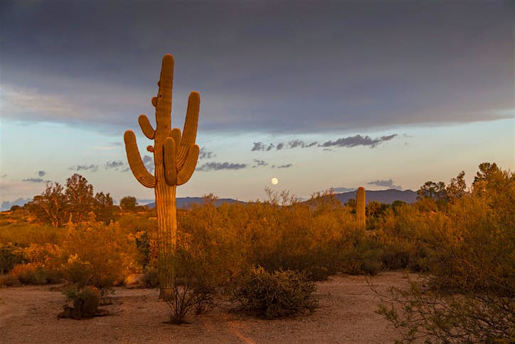 Travel News - Cactus Landscape, Saguaro (Carnegiea gigantea), evening light with full moon, National Park, Tucson, Arizona, USA Travel News - Cactus Landscape, Saguaro (Carnegiea gigantea), evening light with full moon, National Park, Tucson, Arizona, USA