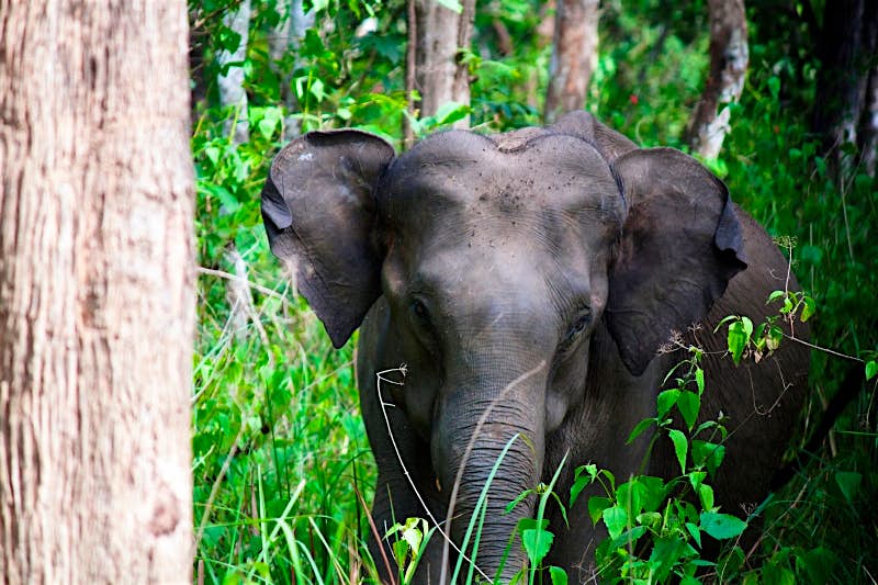 Travel News - Elephant facing camera Travel News - Elephant facing camera