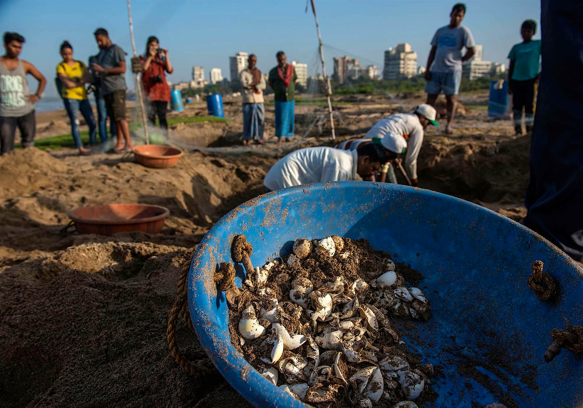 Travel News - Eggshells Of Olive Ridley Turtles Found; Versova Beach Confirmed As Nesting Site Olivr Ridley hatchlings return to Versova Beach