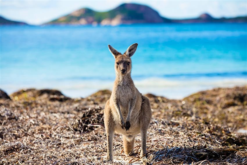 Travel News - Kangaroo standing on the beach, Western Australia, Australia Travel News - Kangaroo standing on the beach, Western Australia, Australia