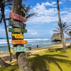 Travel News - Caribbean, Barbados, Saint Joseph, Signs on palm at Bathsheba Park