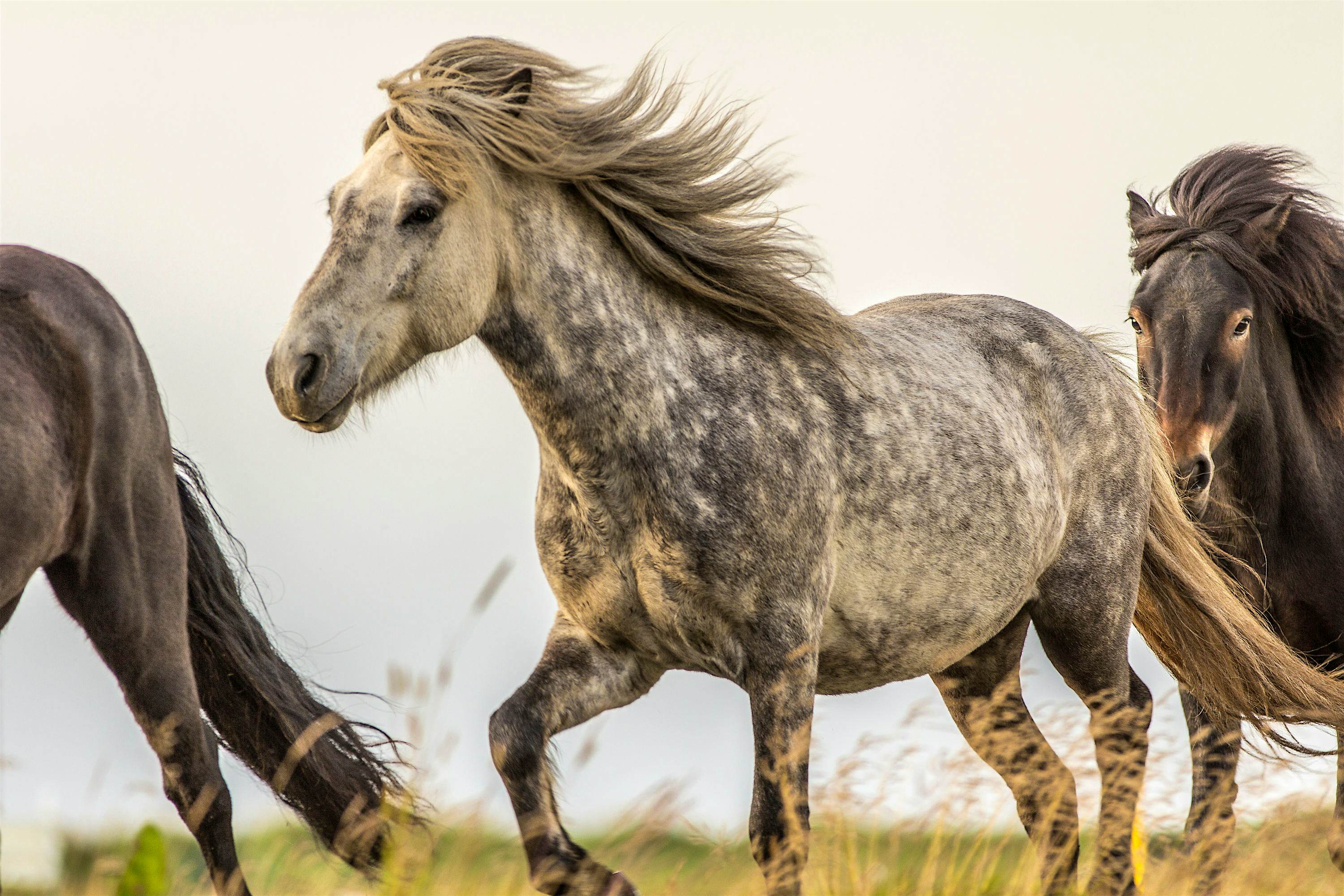 Travel News - Icelandic horses, Saudarkrokur. Travel News - Icelandic horses, Saudarkrokur.