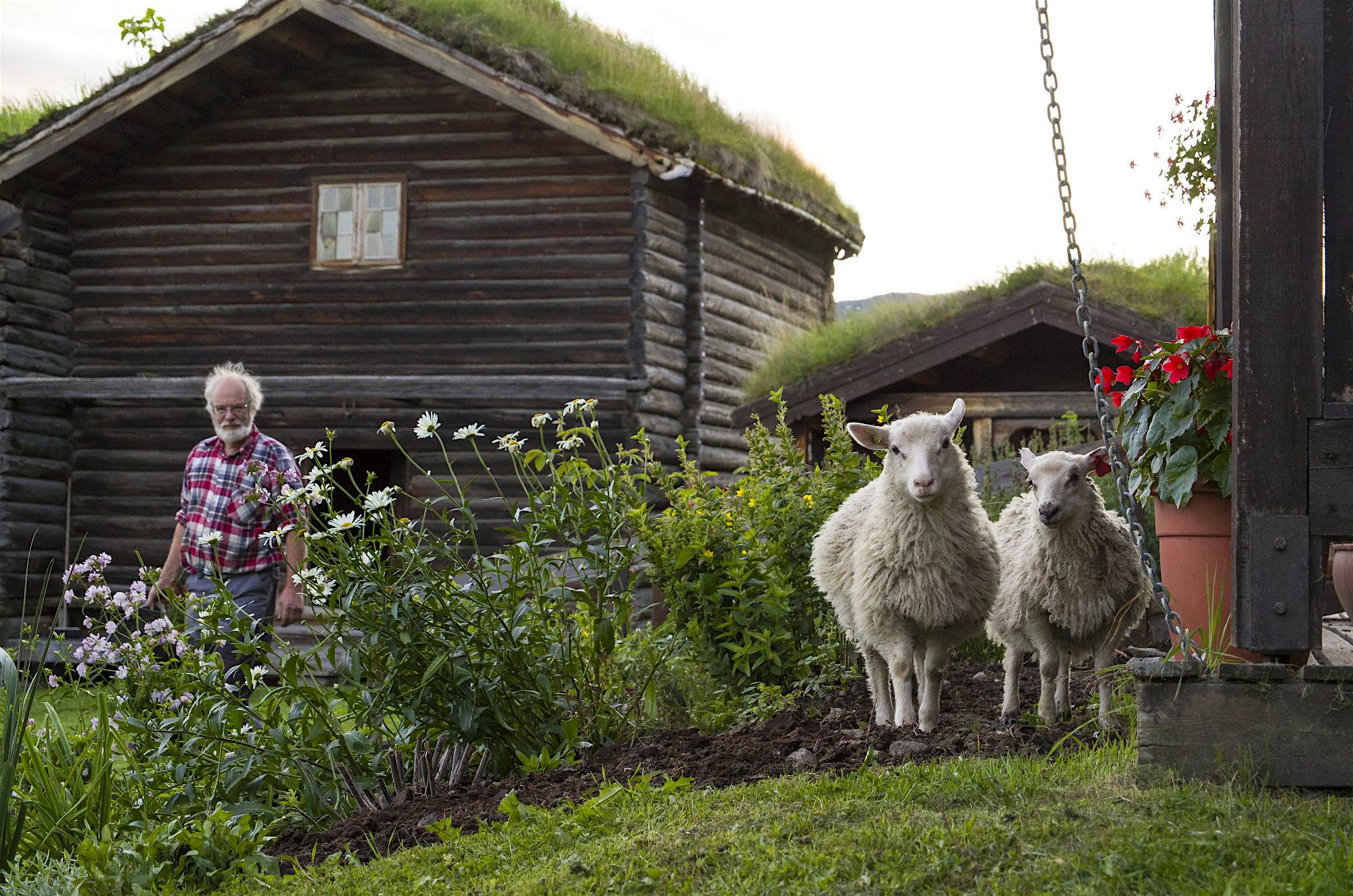 Travel News - sheep farm norway Nordigard Blessom is also a functioning sheep farm.
