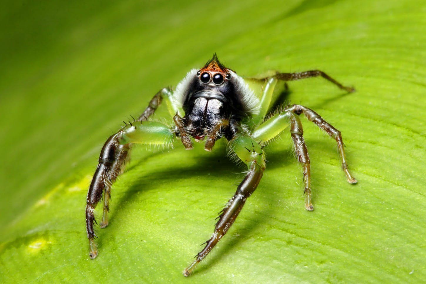 Scared Of Spiders A New App Will Help You To Identify Australia S