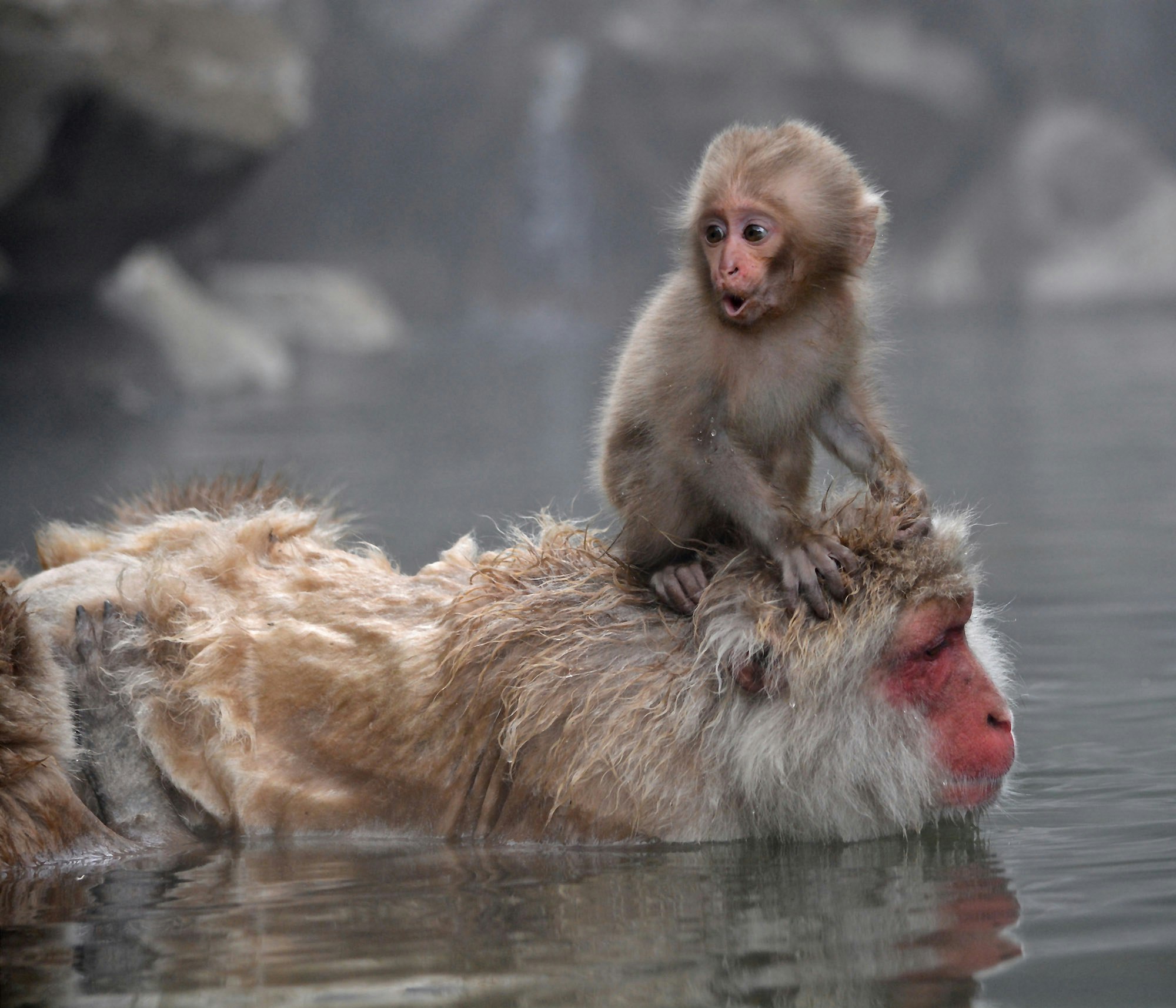 Baby snow monkey and mother bathing