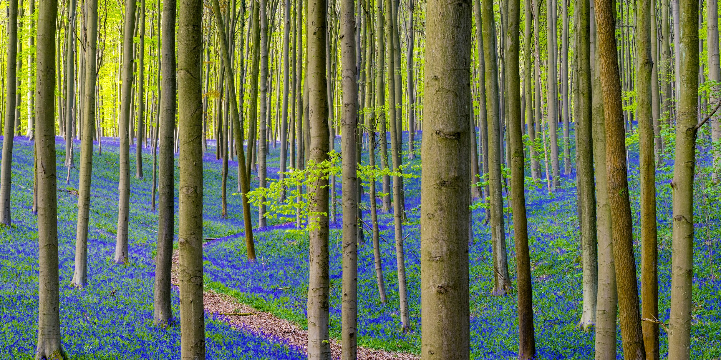 Travel News - Bluebell flowers in hardwood beech forest in Hallerbos