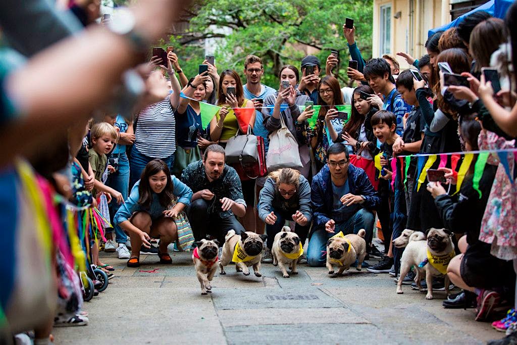 Travel News - HONG KONG-ANIMAL-DOGS Travel News - HONG KONG-ANIMAL-DOGS