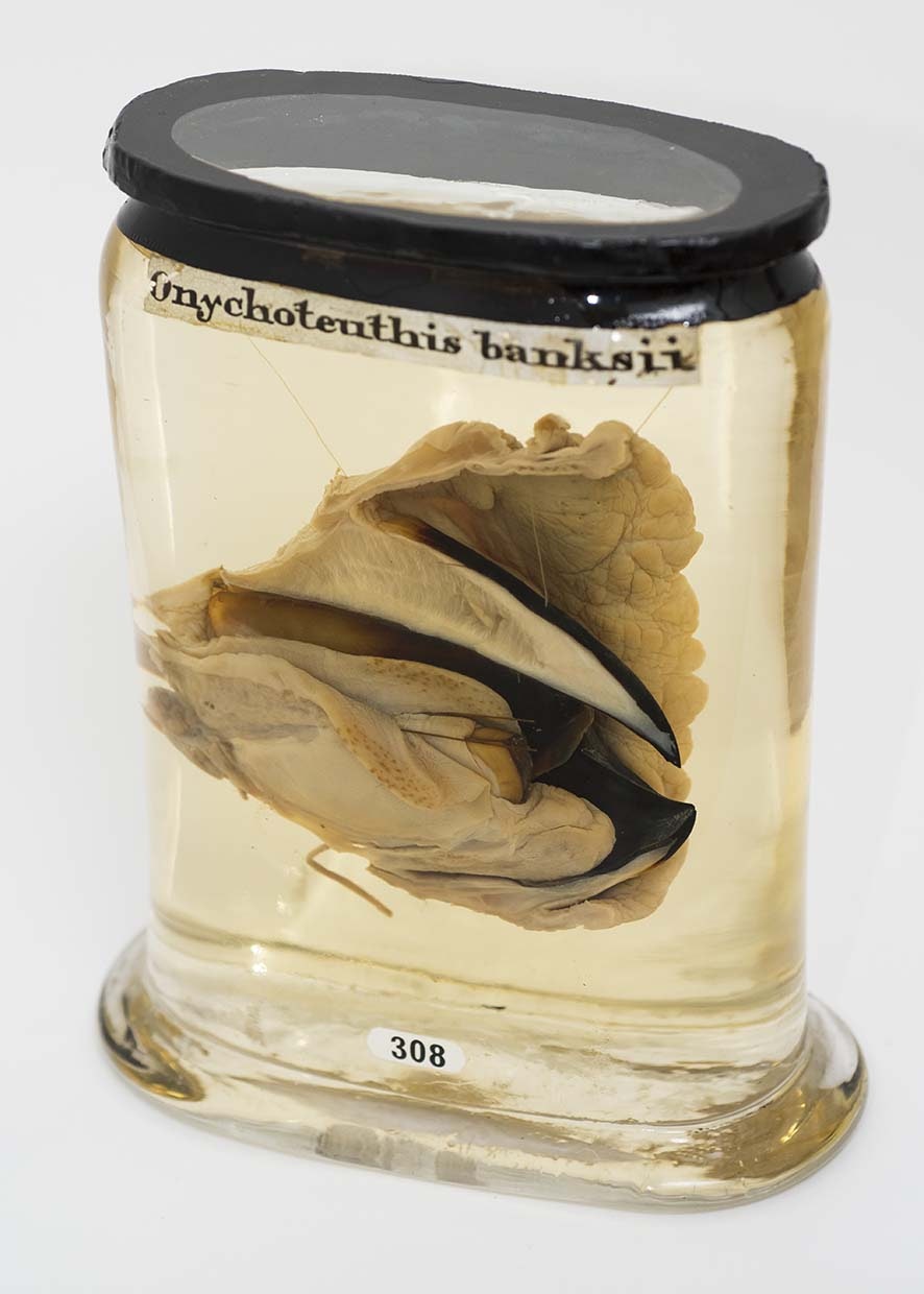Travel News - Mouth parts of a squid, specimen from first voyage (c) Royal College of Surgeons