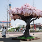 The record-breaking cherry blossom tree at LEGOLAND Japan.