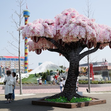 The record-breaking cherry blossom tree at LEGOLAND Japan.