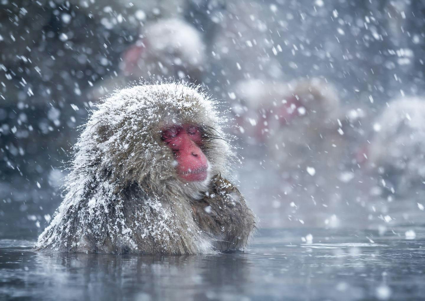 Sccientists discover why snow monkeys like hot baths