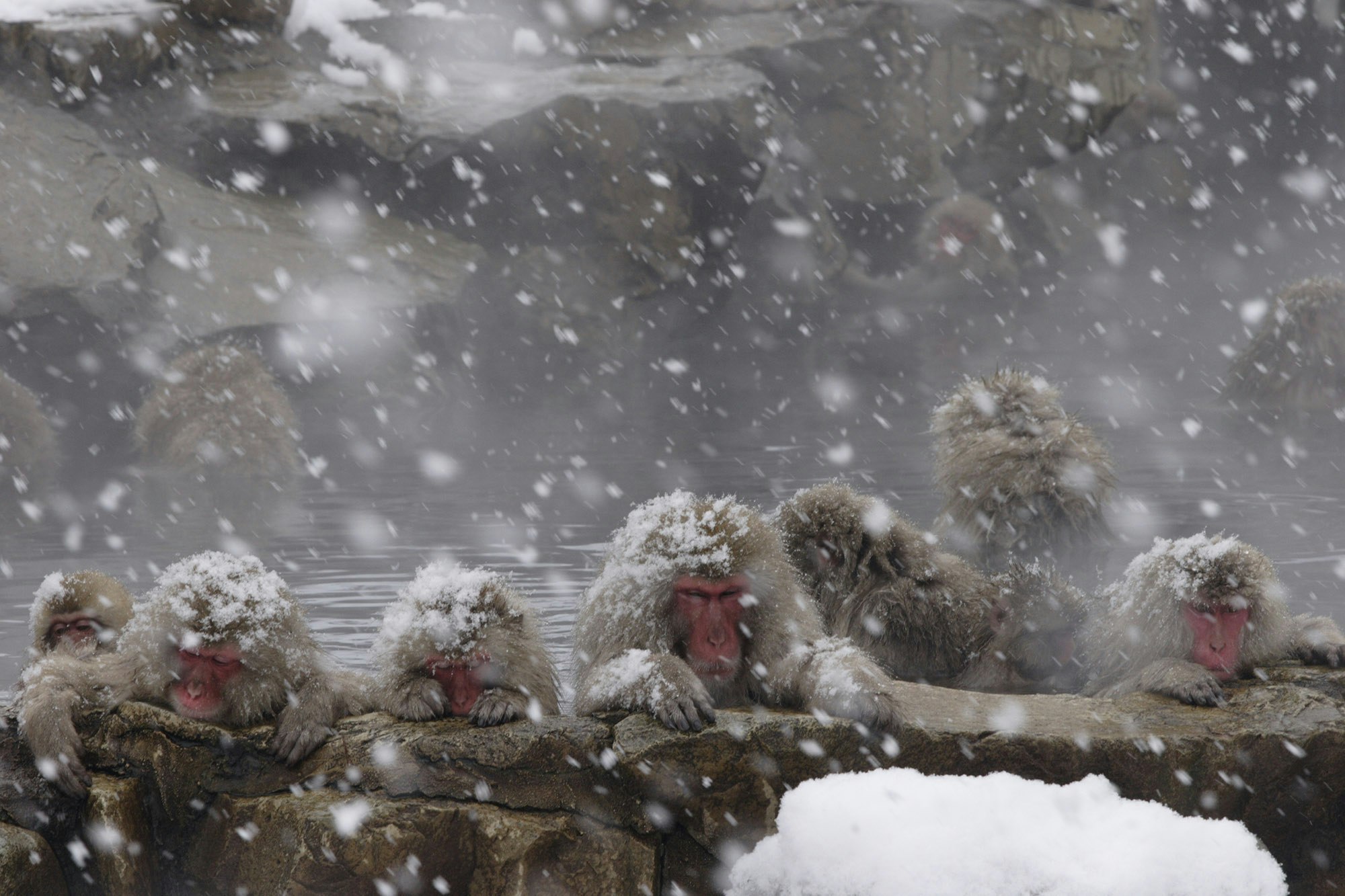 Japanese snow monkeys