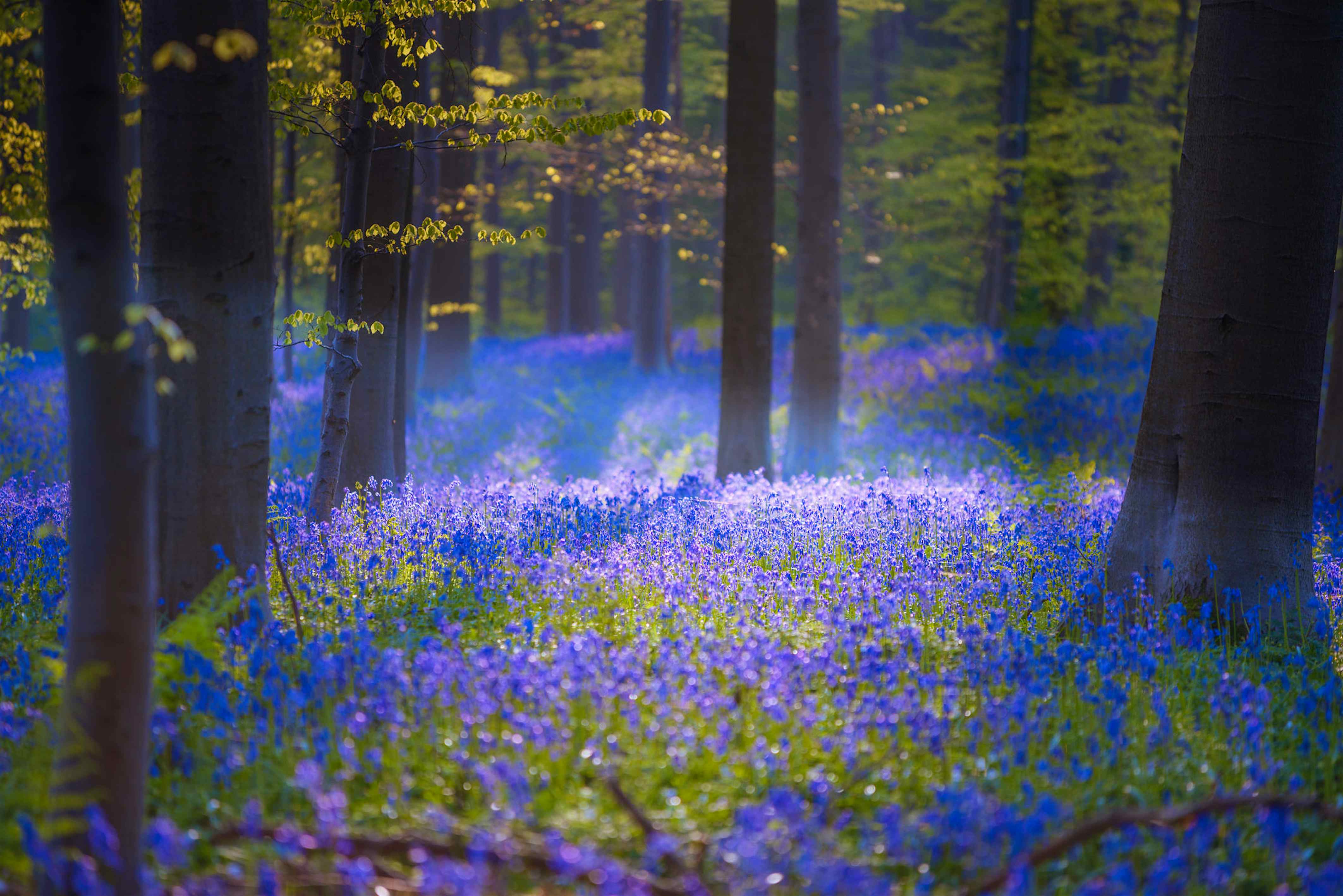 This magical forest in Belgium is covered in blue flowers in spring