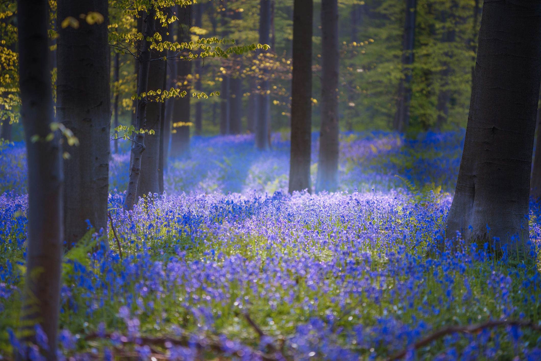 This Magical Forest In Belgium Is Covered In Blue Flowers In Spring Lonely Planet