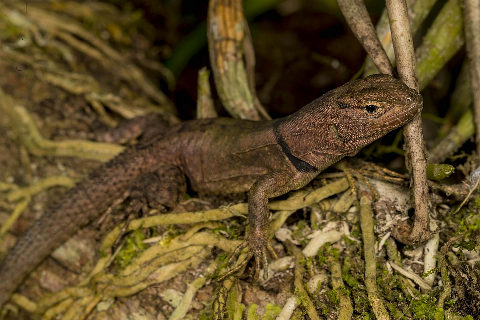 Travel News - 13_Stenocercus sp. nov. Sarayoj - Mileniusz Spanowicz-WCS-6078 Incredible biological diversity found in Bolivia