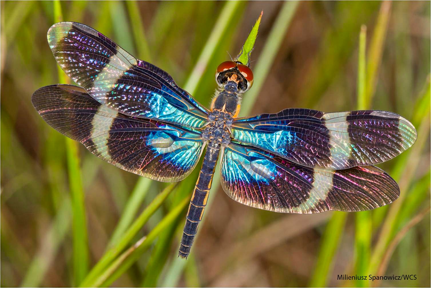 Travel News - 5_BrilliantBlueDragonfly (MS-WCS) Blue dragonfly in Madidi National Park