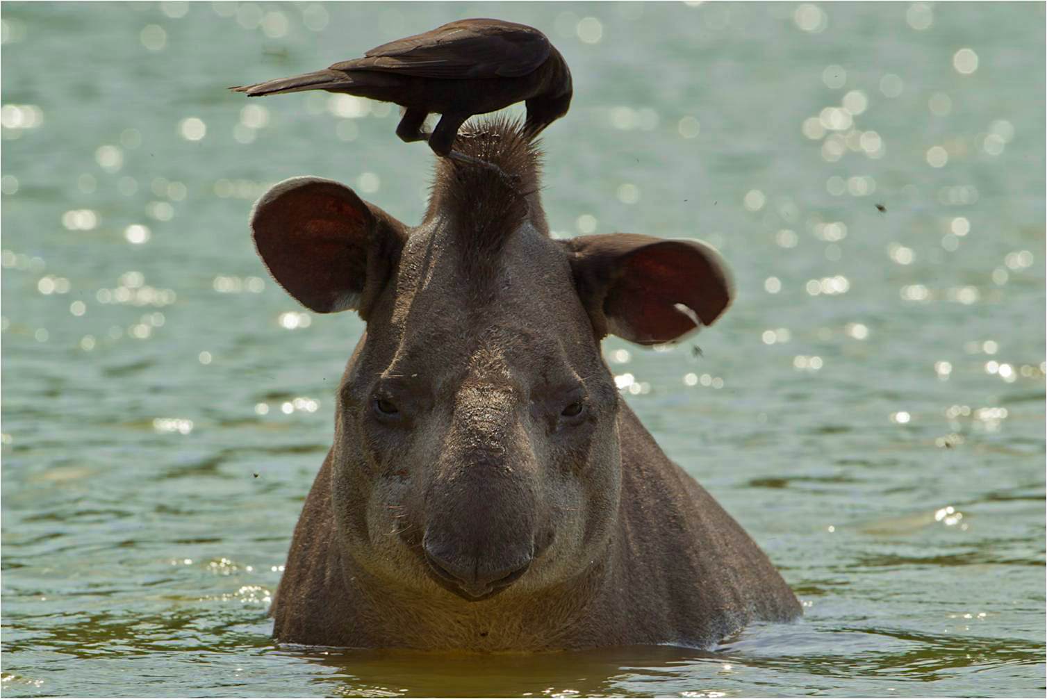 Travel News - 7_Tapir&GiantCowbird Incredible animal diversity discovered in Bolivian national park