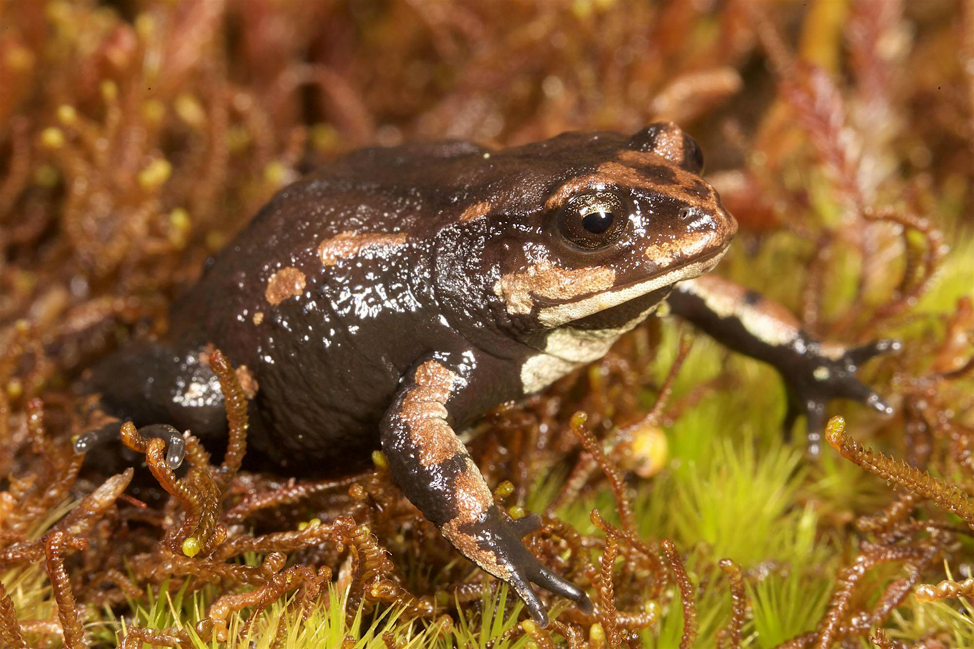 Travel News - 9_Microkayla sp nov 3 Isañuj BF2H9709 Mileniusz Spanowicz-WCS Researchers discover new species in Bolivia