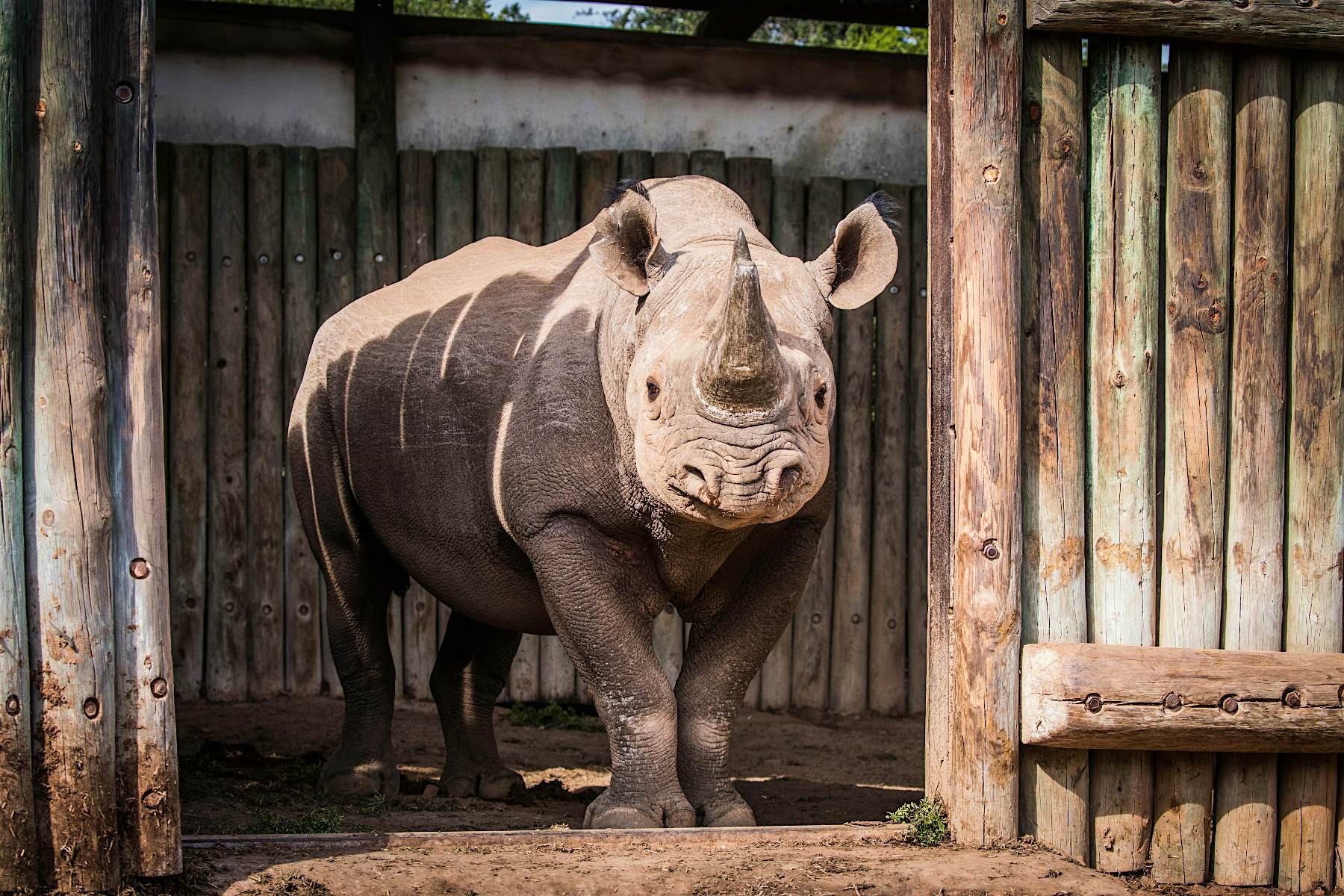 Travel News - Black rhino translocation Travel News - Black rhino translocation