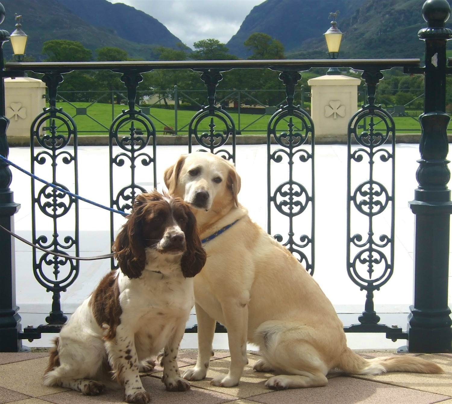 Travel News - Dogs at the Dunloe (1) Travel News - Dogs at the Dunloe (1)
