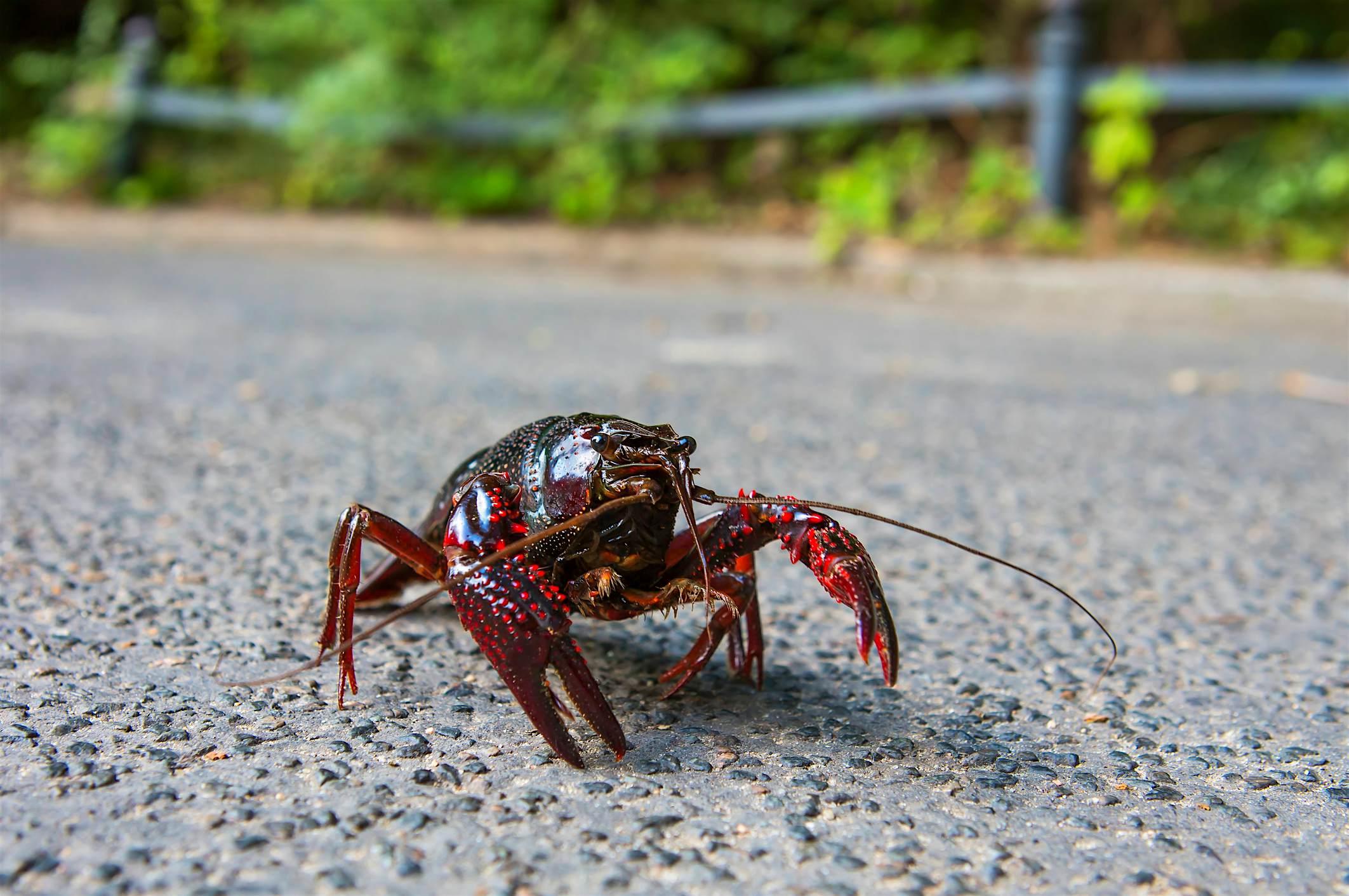 Travel News - Crayfish on the road in Berlin (Berlin, Germany) Travel News - Crayfish on the road in Berlin (Berlin, Germany)