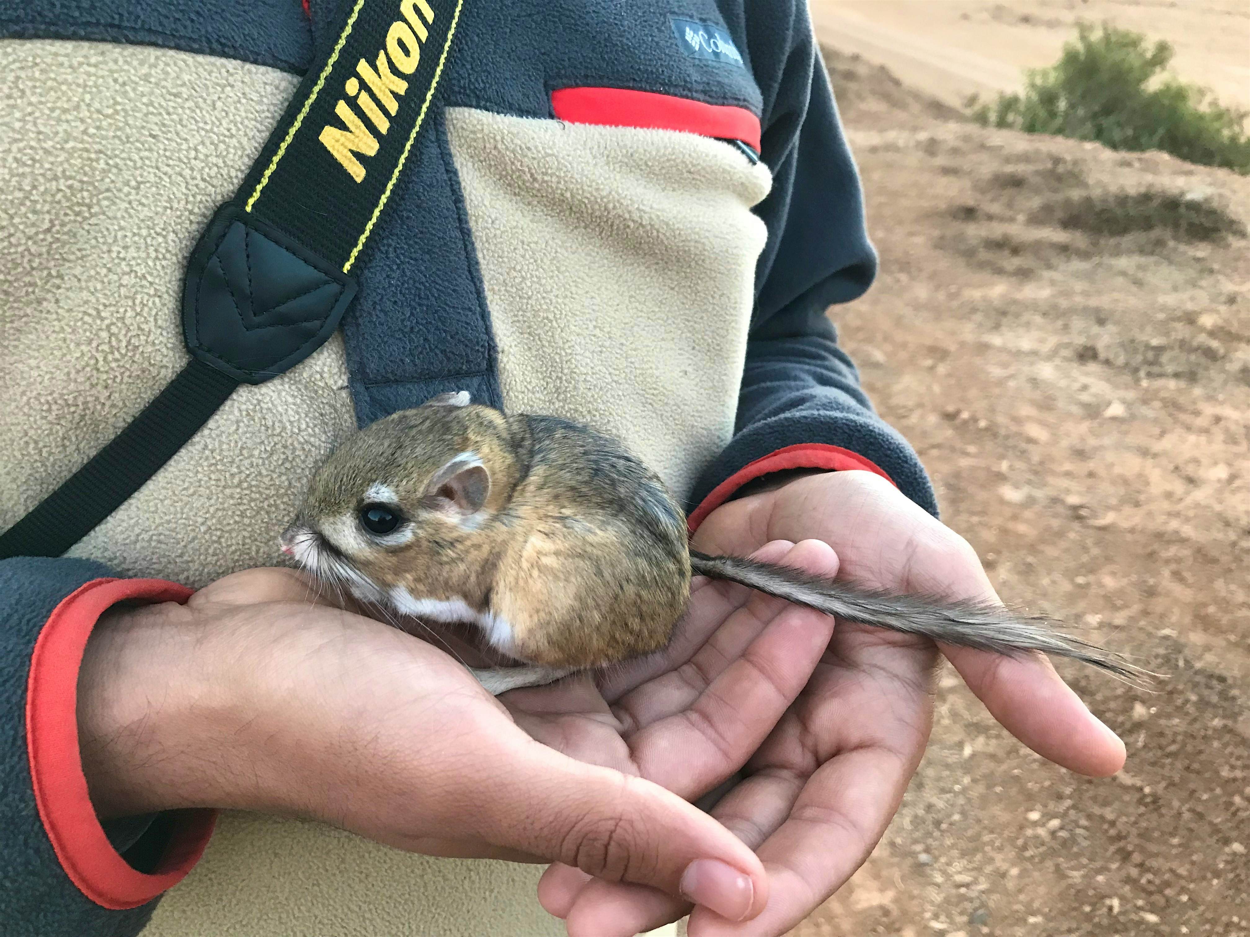 Travel News - Kangaroo Rat 1 Travel News - Kangaroo Rat 1