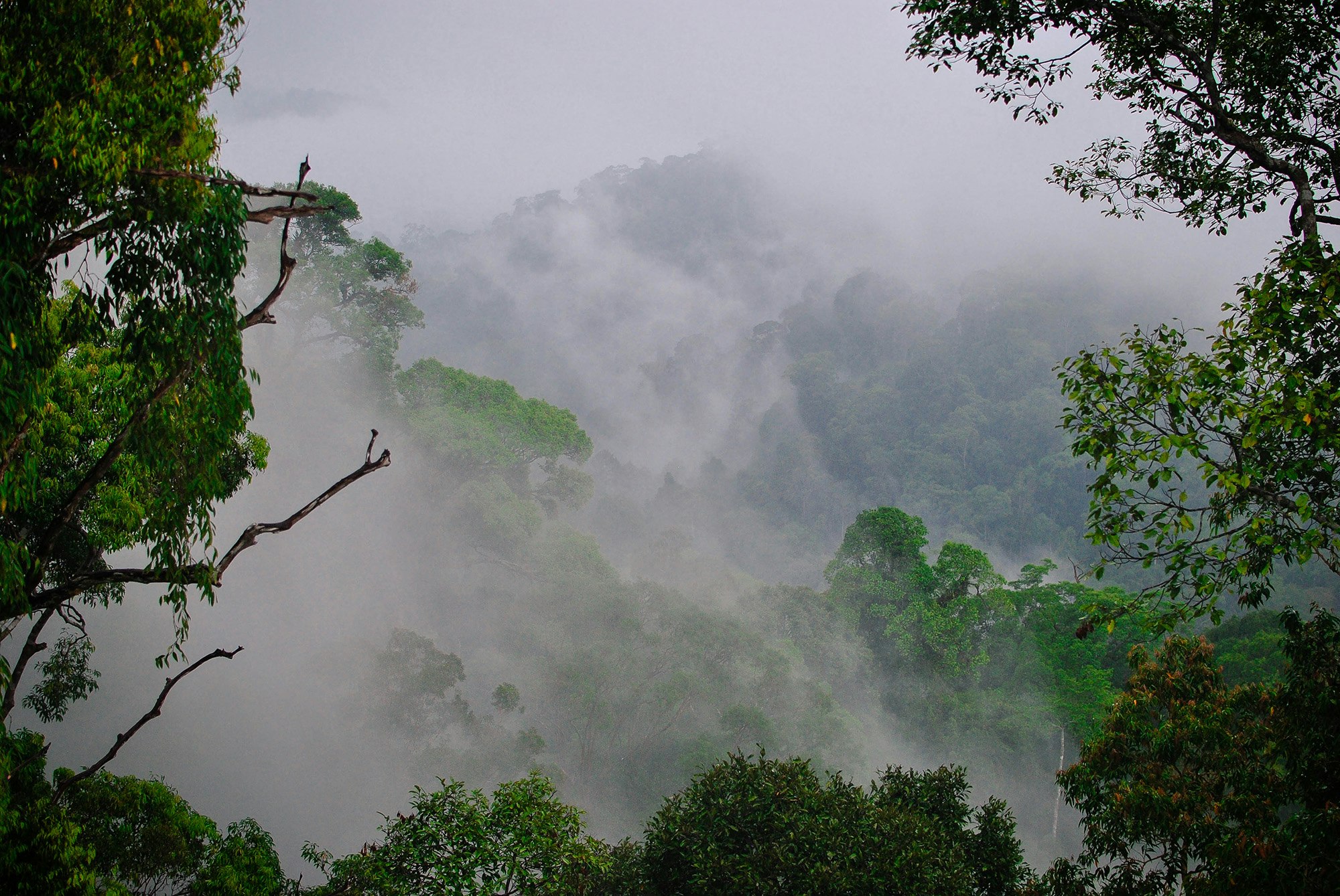 Brunei rainforest