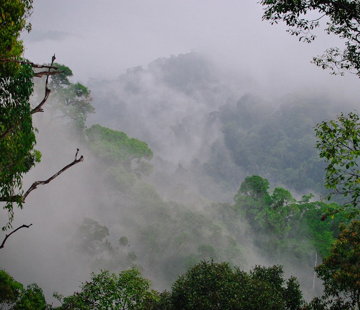 Brunei rainforest