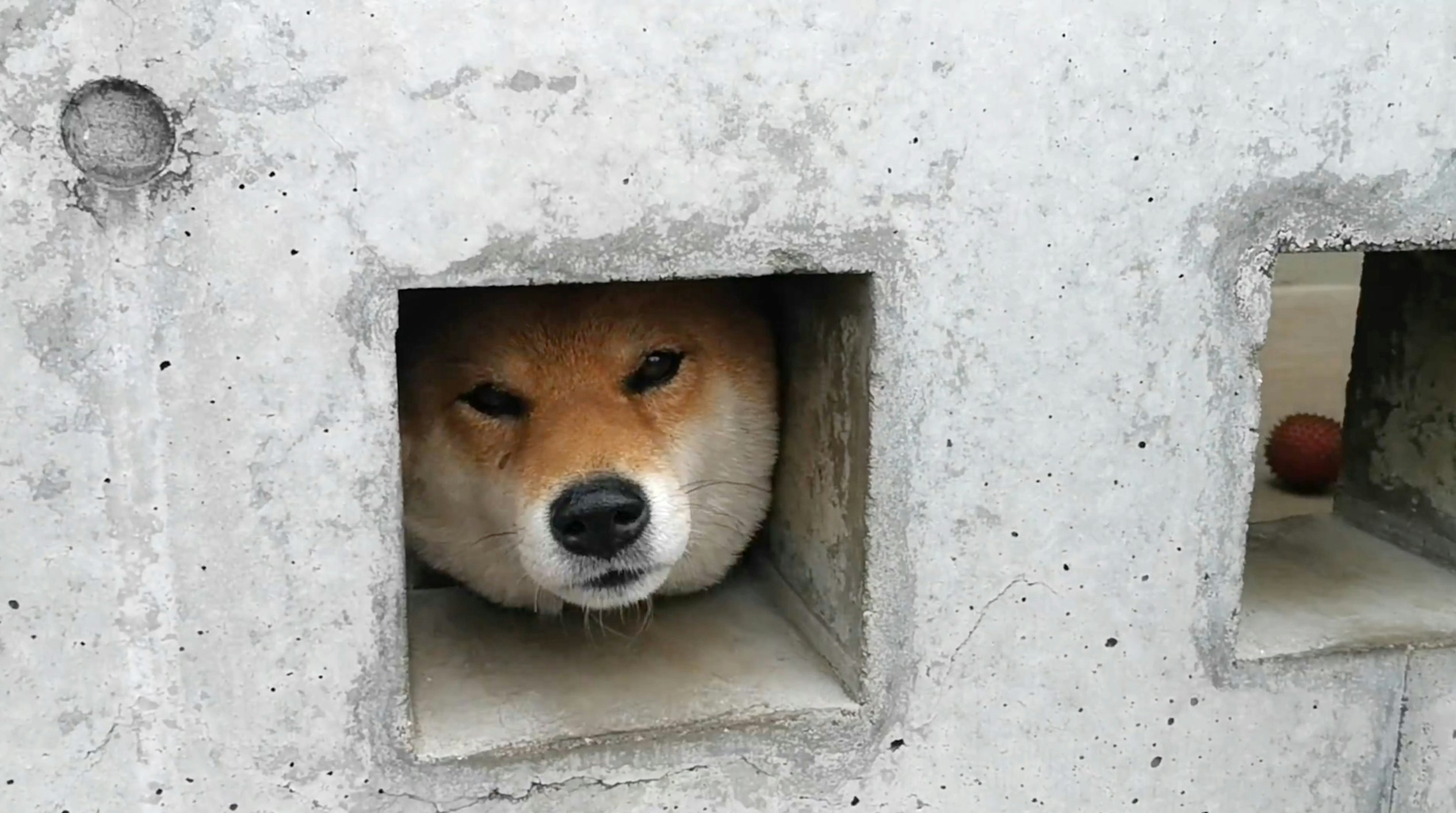 Travel News - Shiba Inu