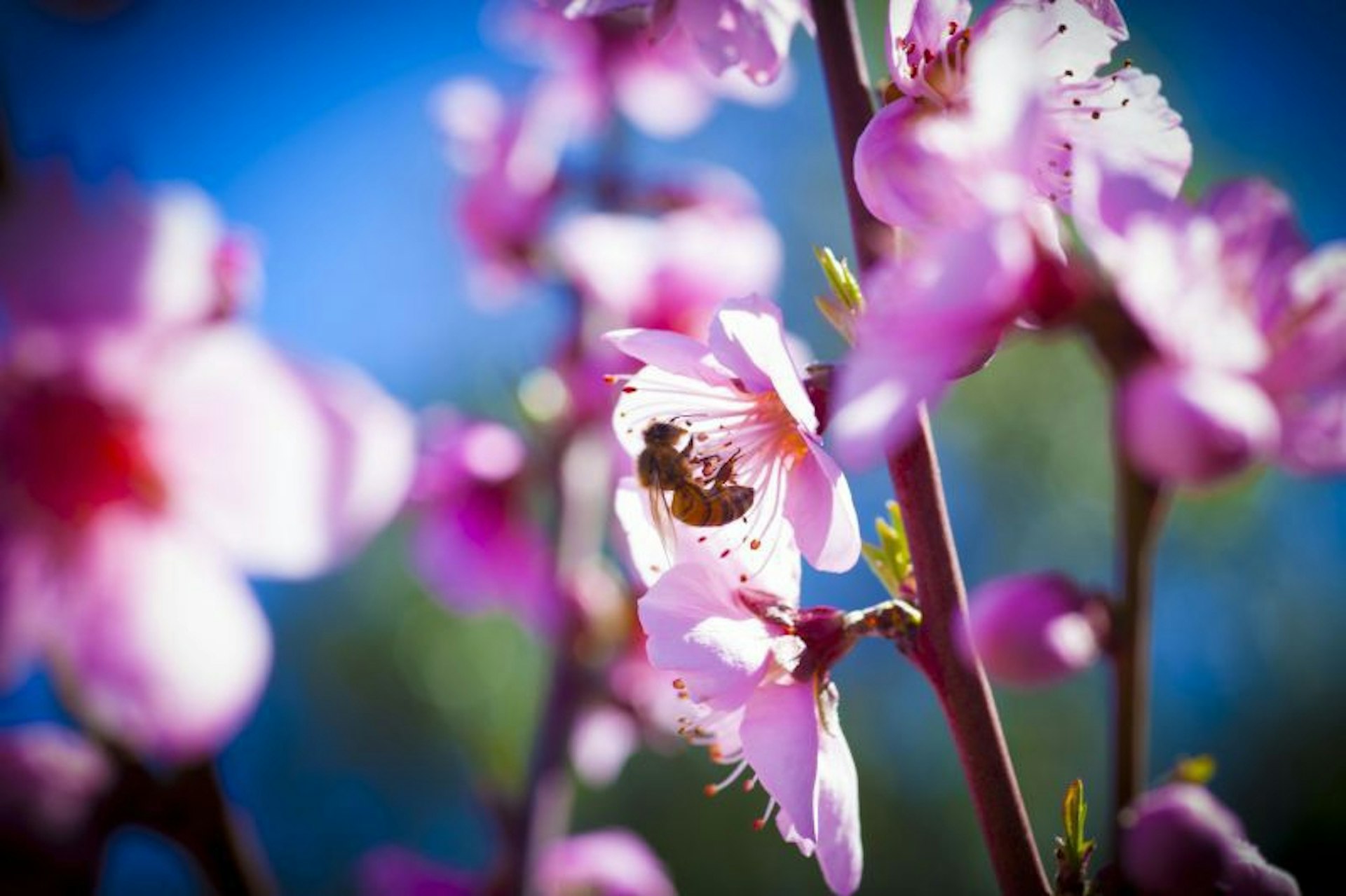 Travel News - bees (2)