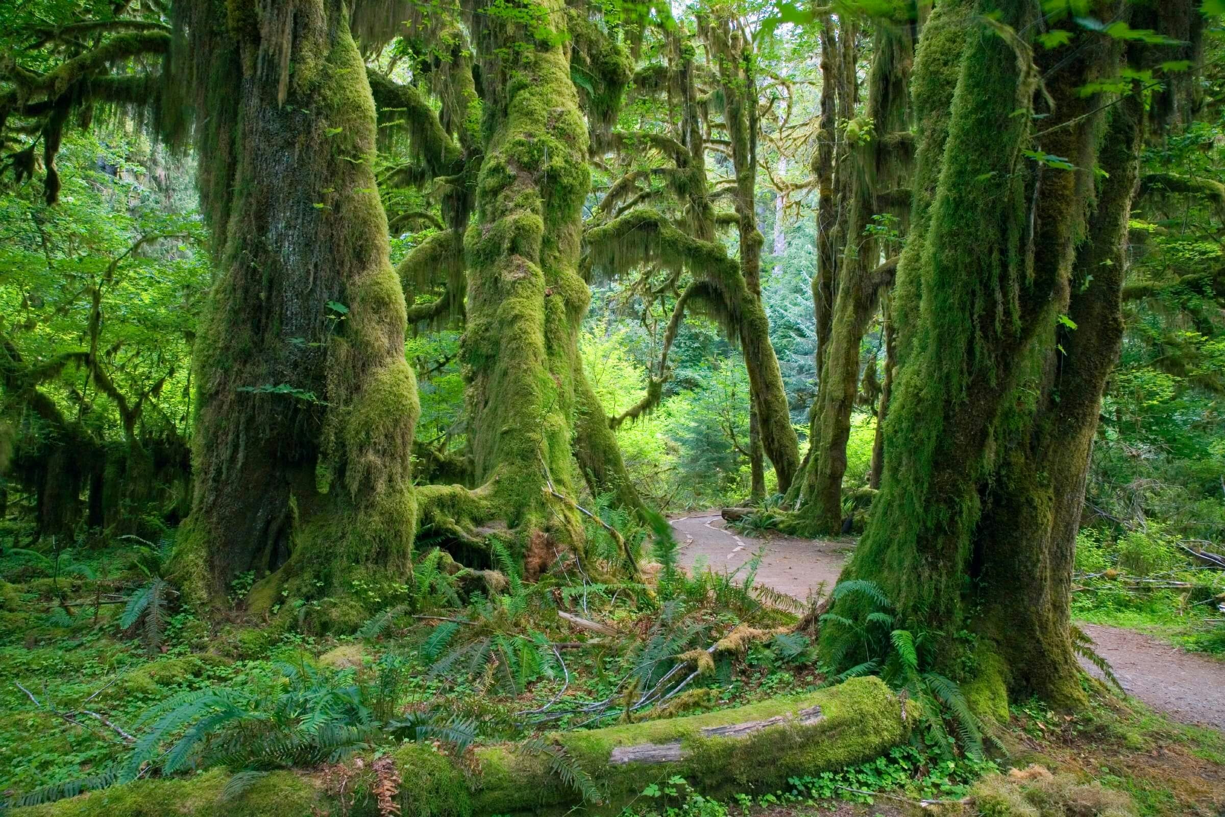 Travel News - olympic national park quiet place