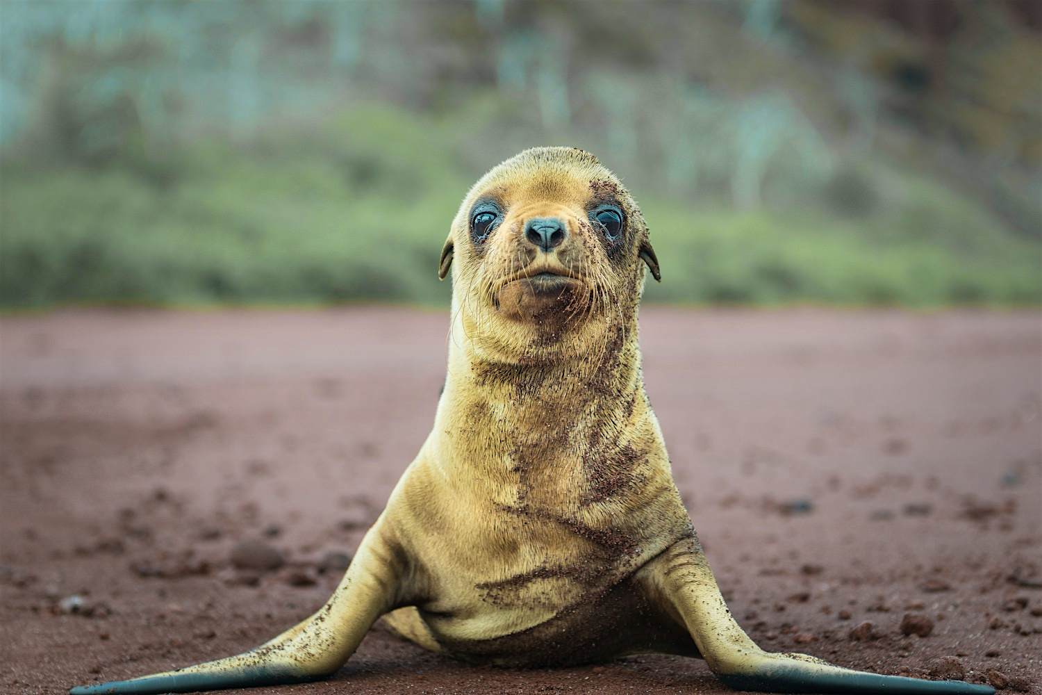 Travel News - Inquisitive seal pup in the Galapagos Islands. Travel News - Inquisitive seal pup in the Galapagos Islands.