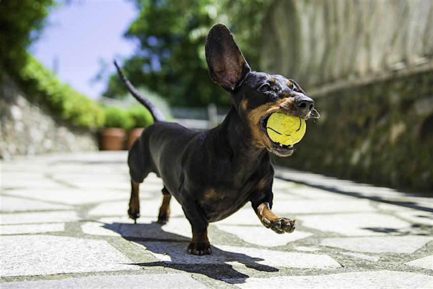 Travel News - Dachshund Travel News - Dachshund