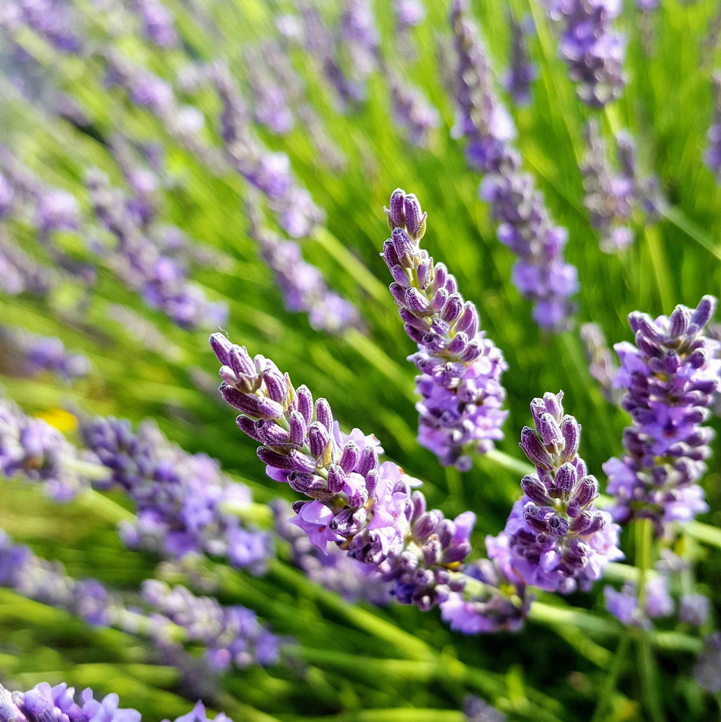 Travel News - lavender closeup