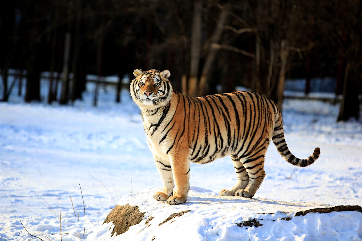 Track wild tigers in Siberia on this safari tour - Lonely Planet