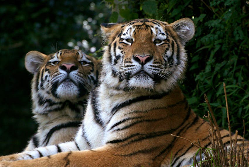 Track Wild Tigers In Siberia On This Safari Tour Lonely Planet