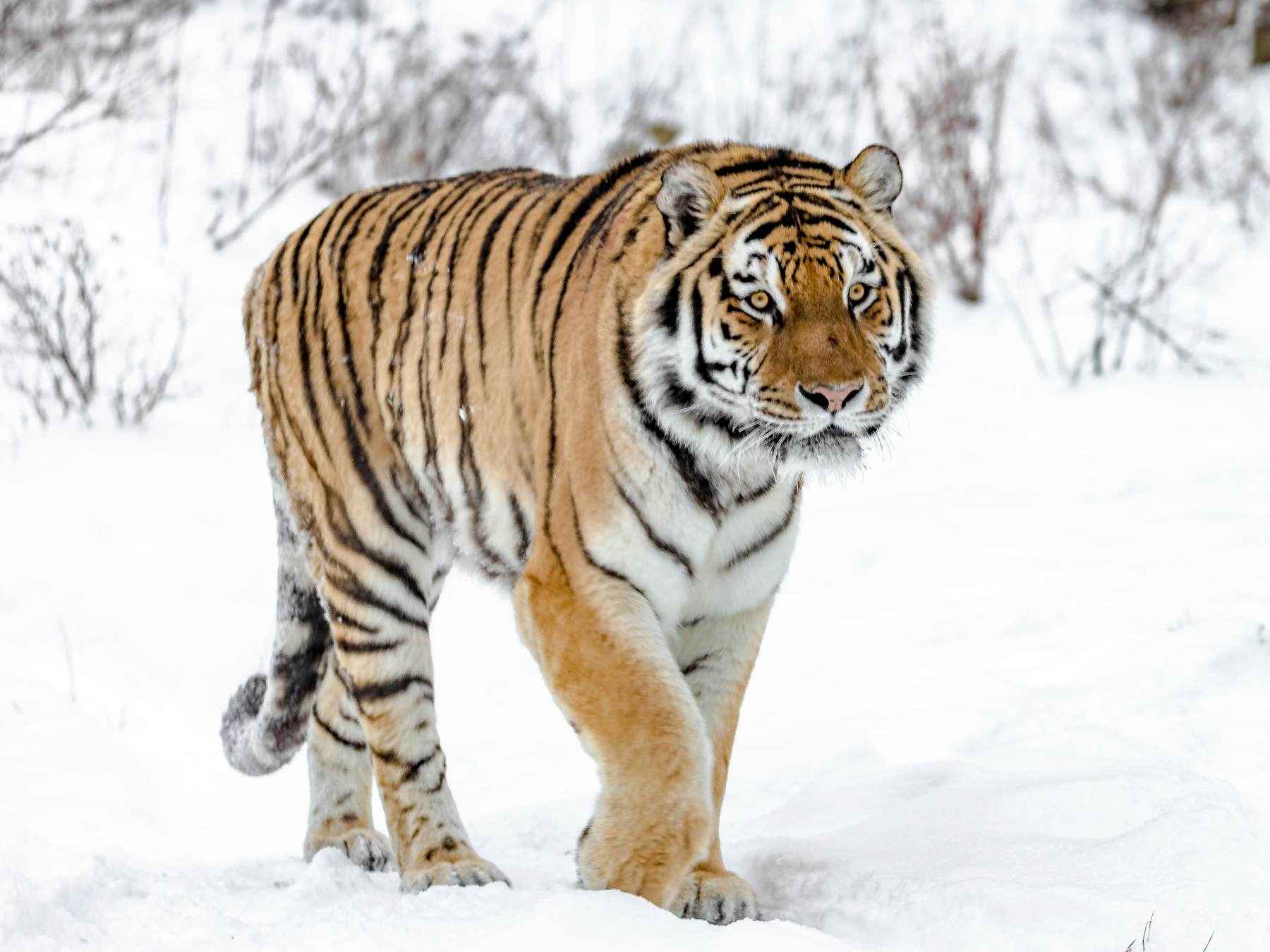 siberian tiger safari russia