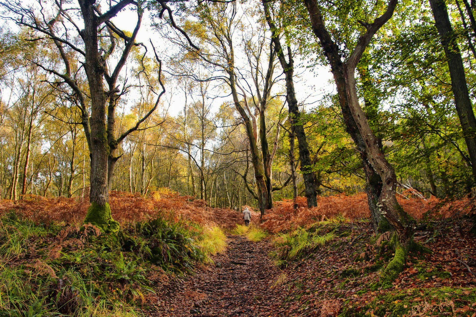 Ashdown Forest is the real-life Hundred Acre Wood and it's open to ...