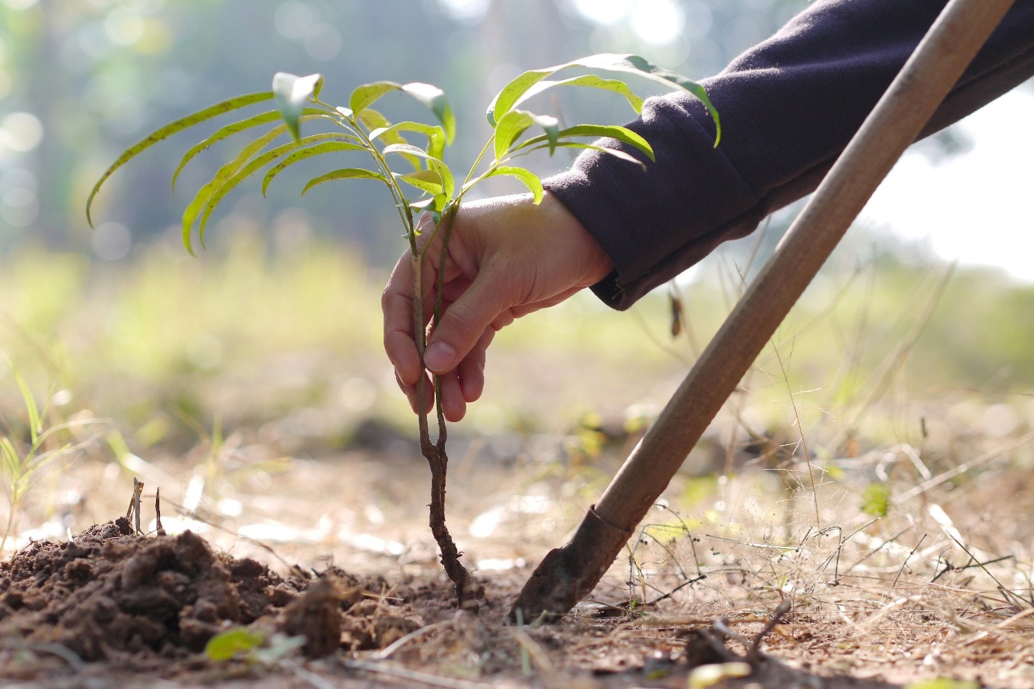A hand planting a tree in the soil
